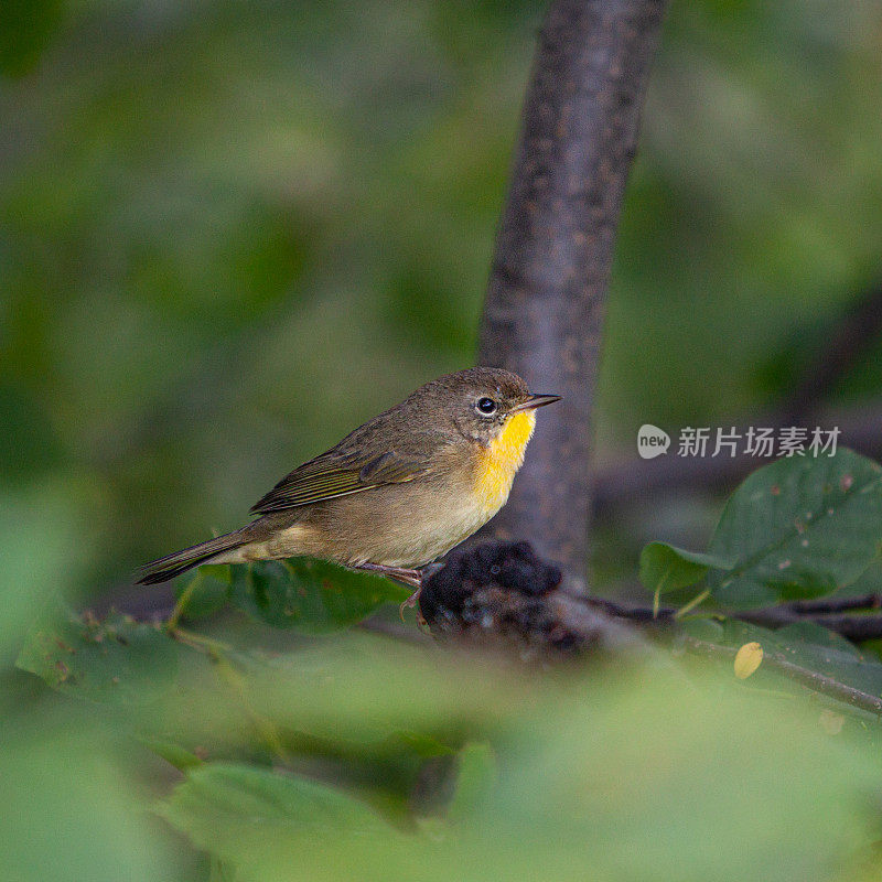 常见黄喉雌性，Mascarita Común， (Geothlypis trichas)，雌性蒙面莺。